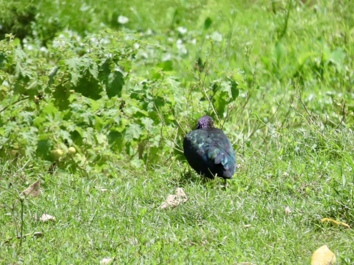 Green Ibis - ML621924465