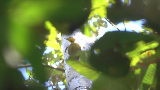 Yellow-throated Woodpecker - ML621924475