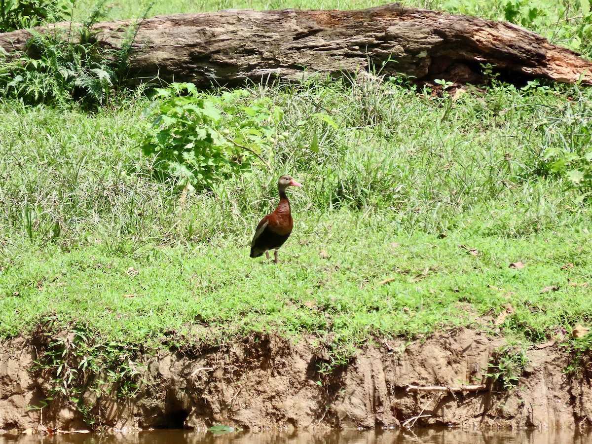 Black-bellied Whistling-Duck - ML621924476