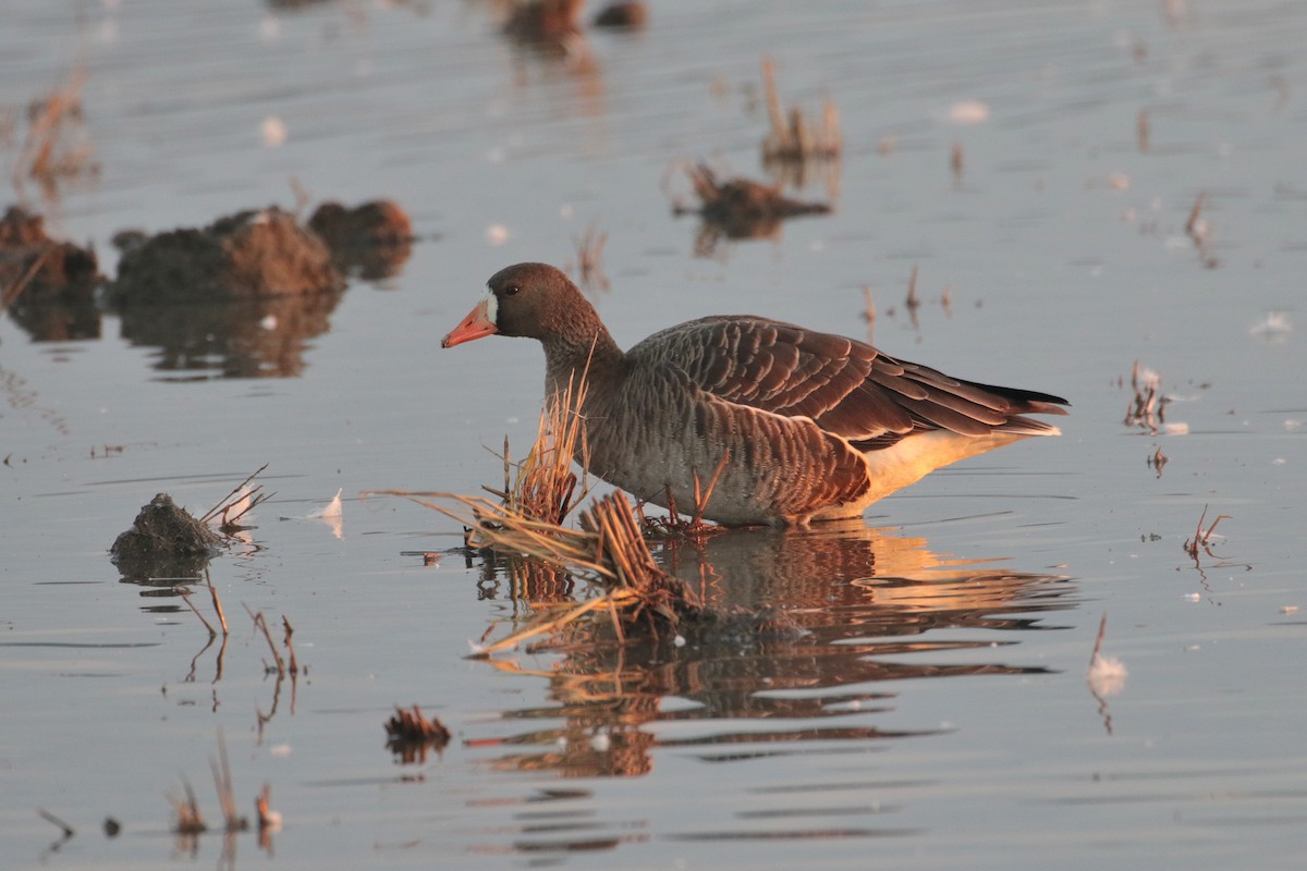 Greater White-fronted Goose - ML621924569