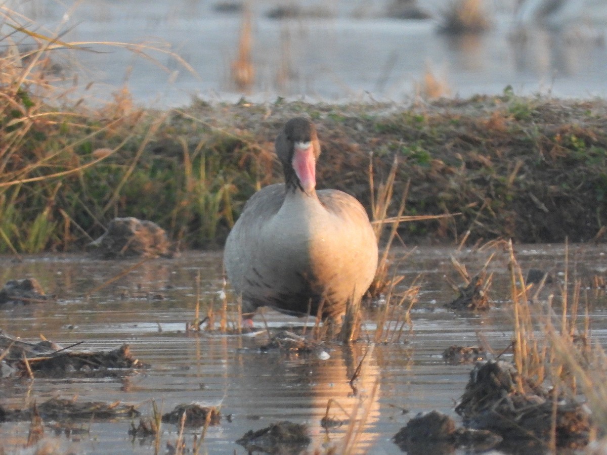 Graylag Goose - ML621924582