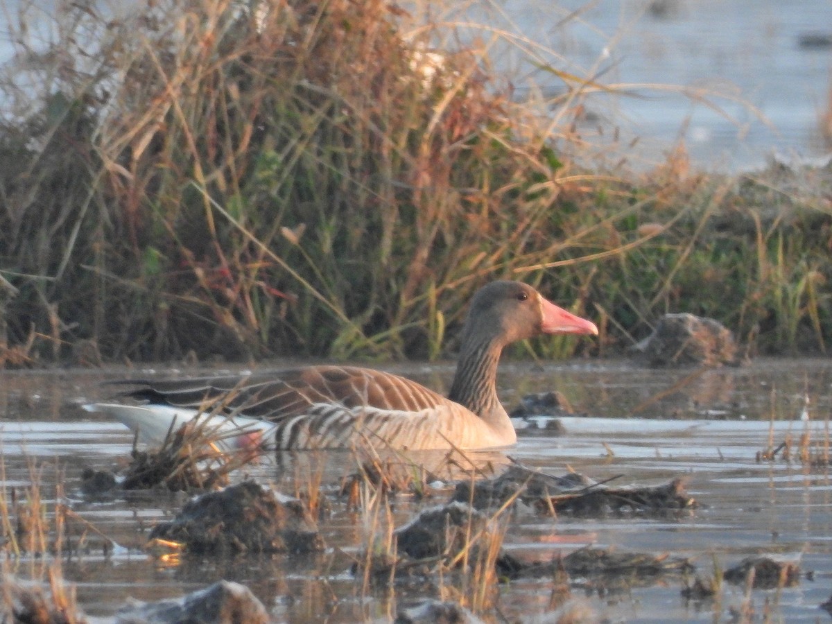 Graylag Goose - ML621924583