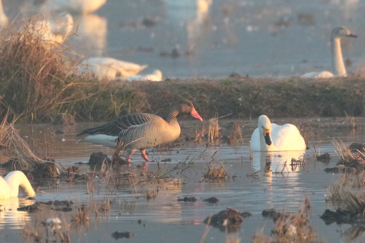 Graylag Goose - ML621924587