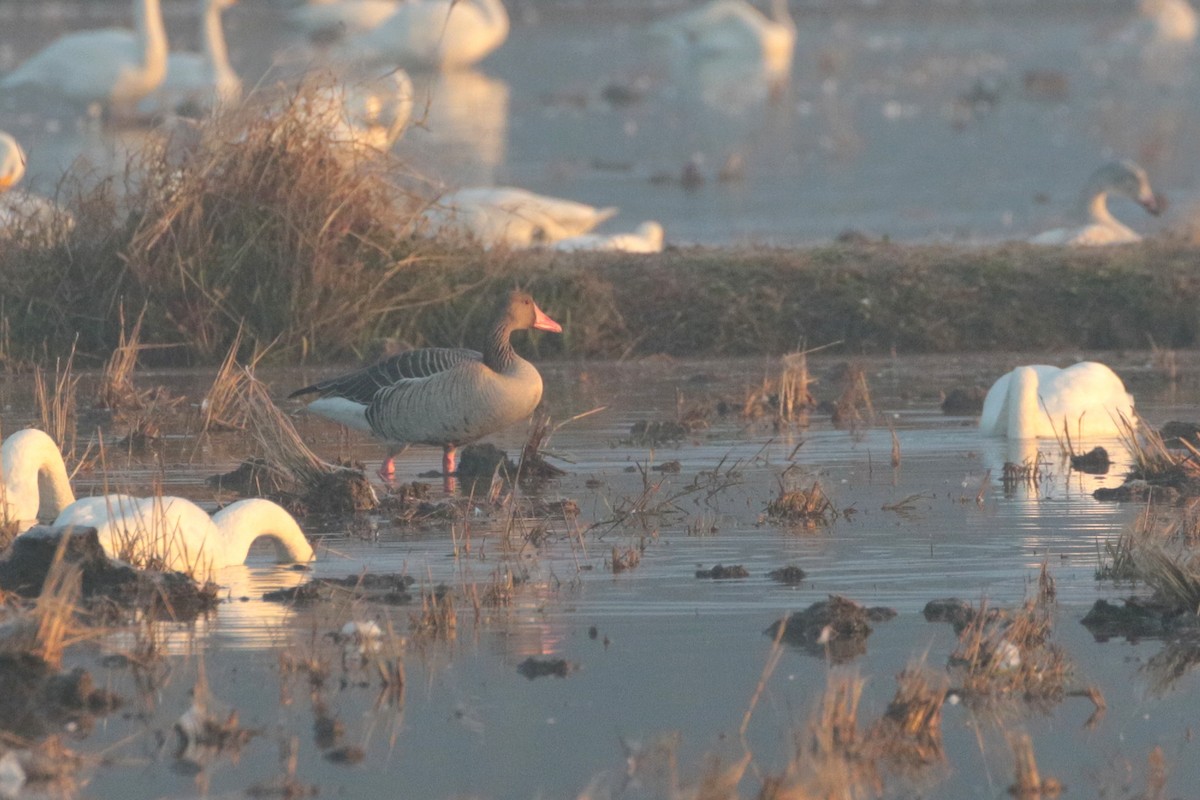 Graylag Goose - ML621924588