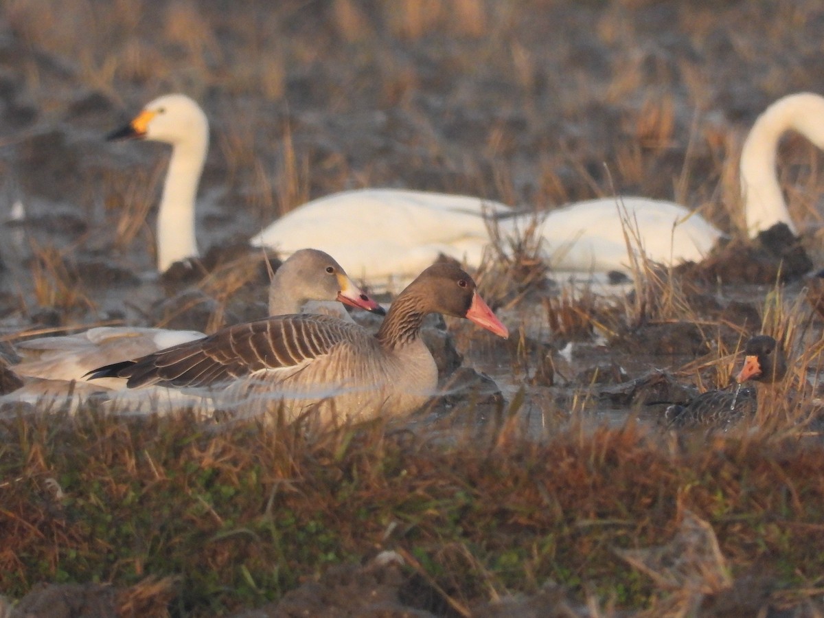 Graylag Goose - ML621924590