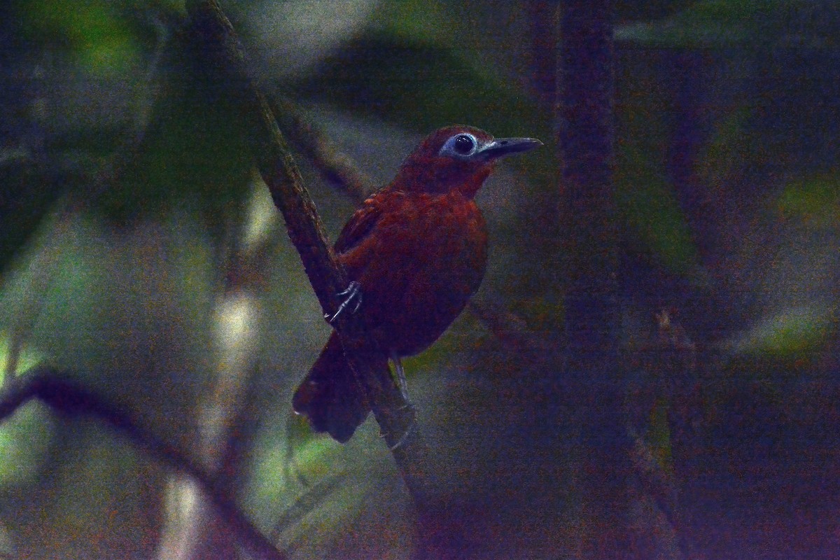 Bare-crowned Antbird - John David Curlis 🐍