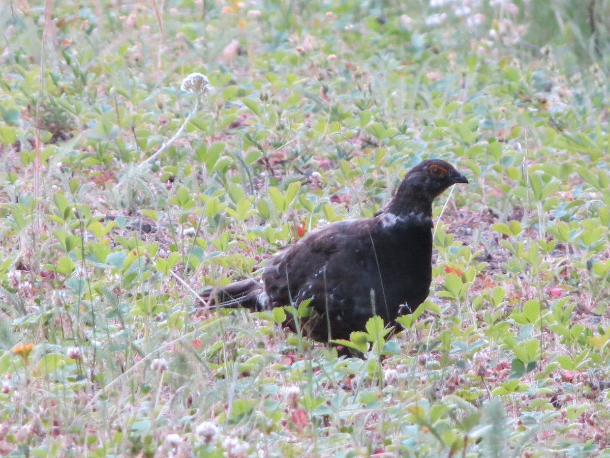 Gallo Oscuro - ML621924644