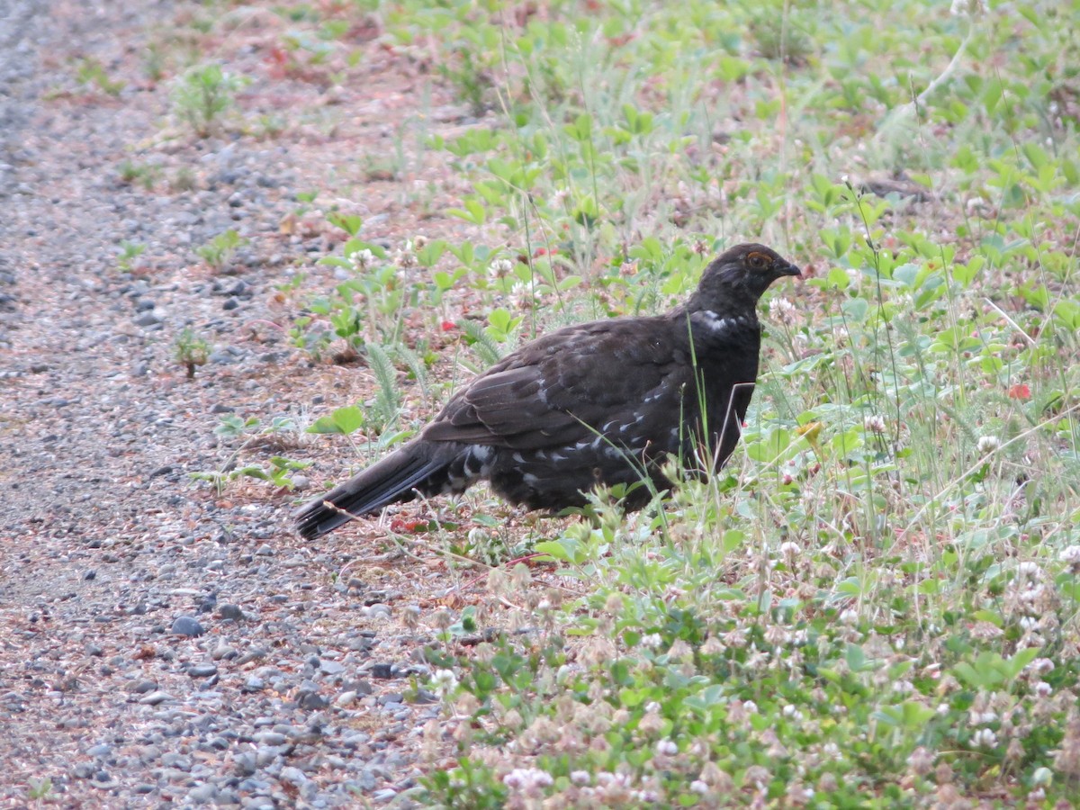 Gallo Oscuro - ML621924651