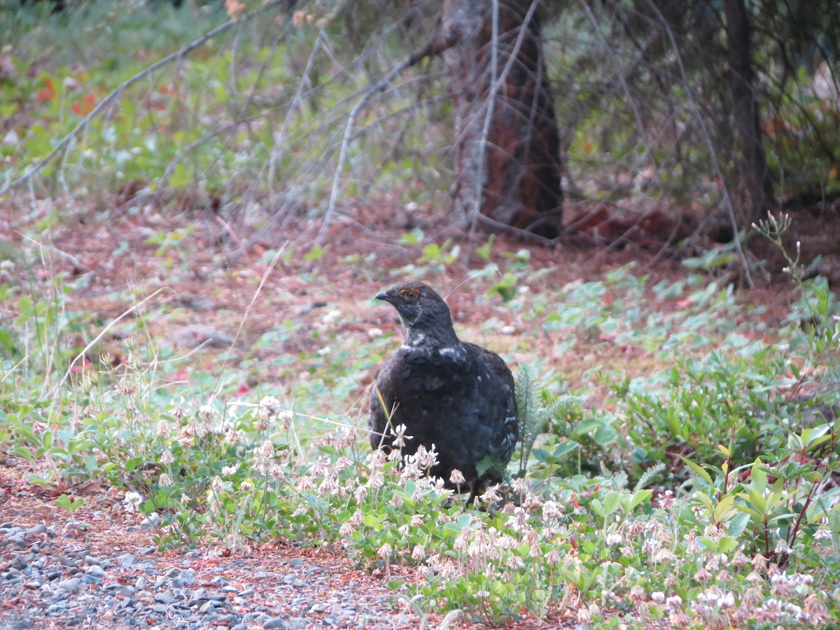 Gallo Oscuro - ML621924670