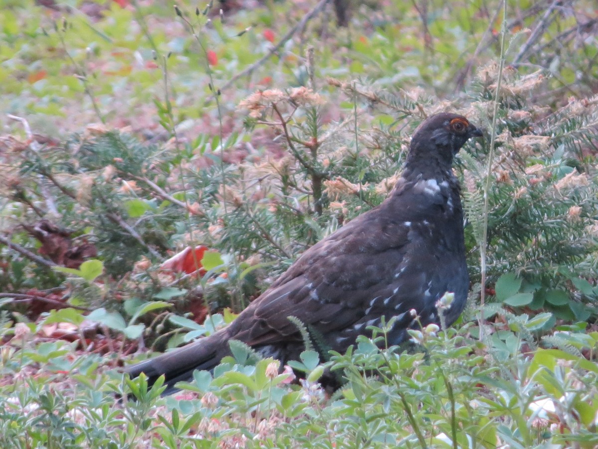 Gallo Oscuro - ML621924681