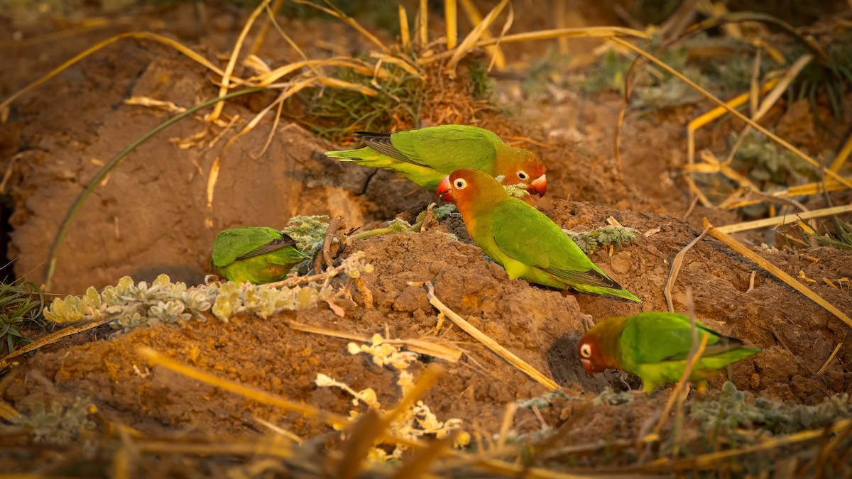 Lilian's Lovebird - ML621924865