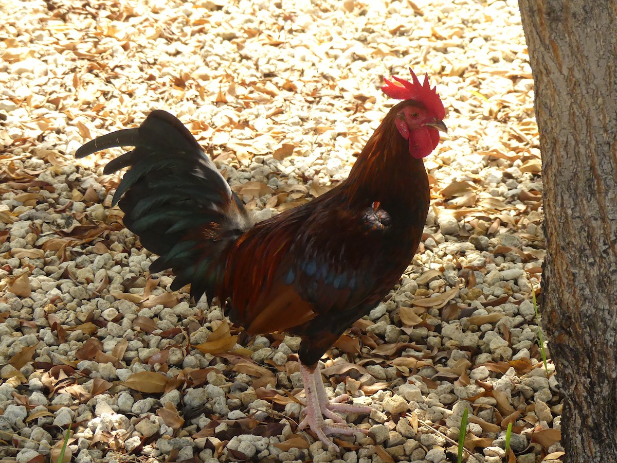 תרנגול בר (מבוית) - ML621924873