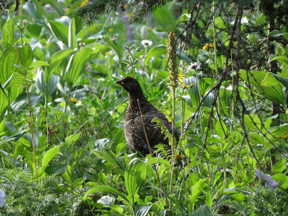 Gallo Fuliginoso - ML621924958