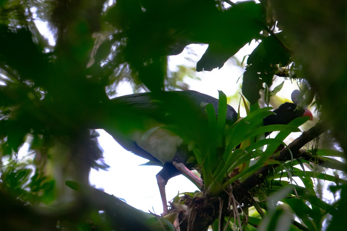 Helmeted Curassow - ML621924964