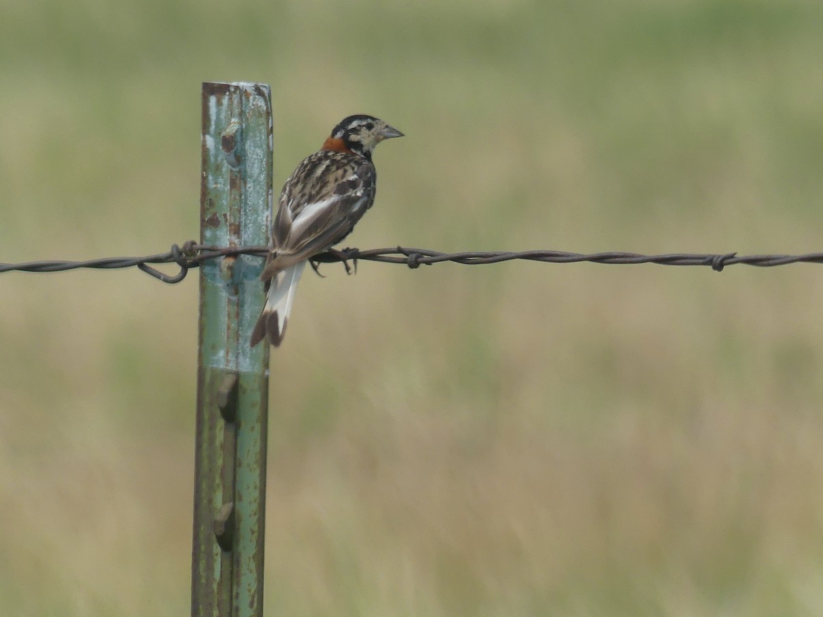 Chestnut-collared Longspur - ML621924991