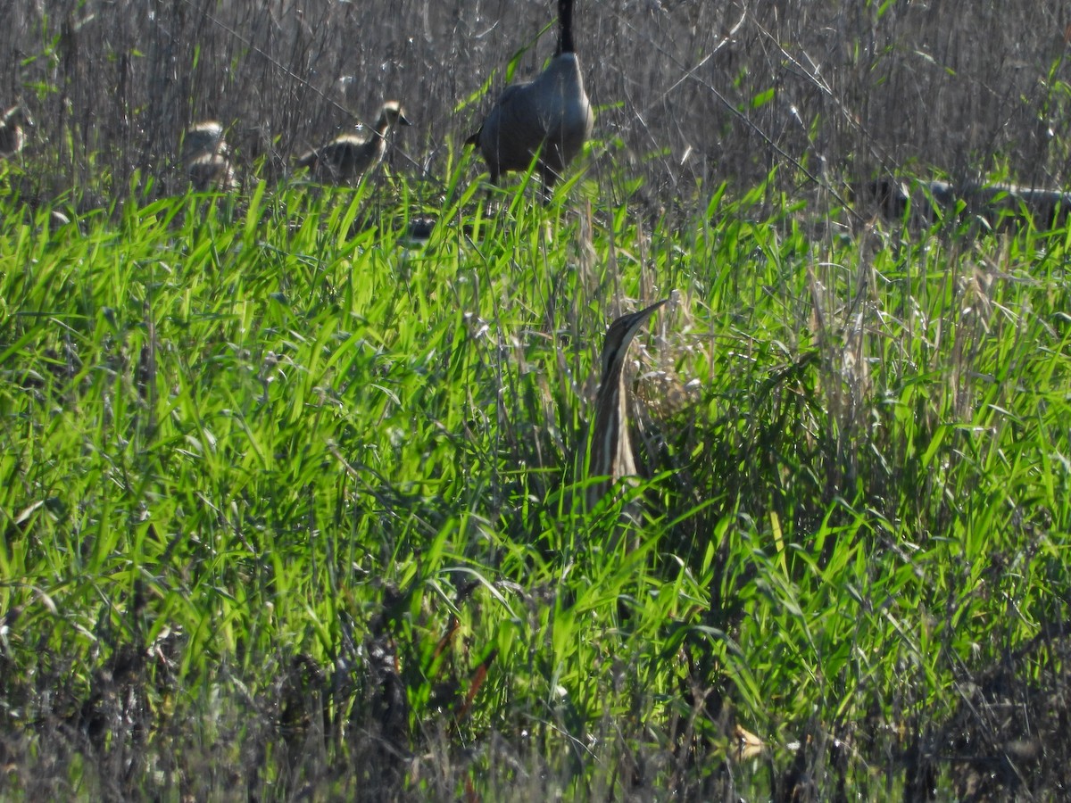 American Bittern - ML621925002