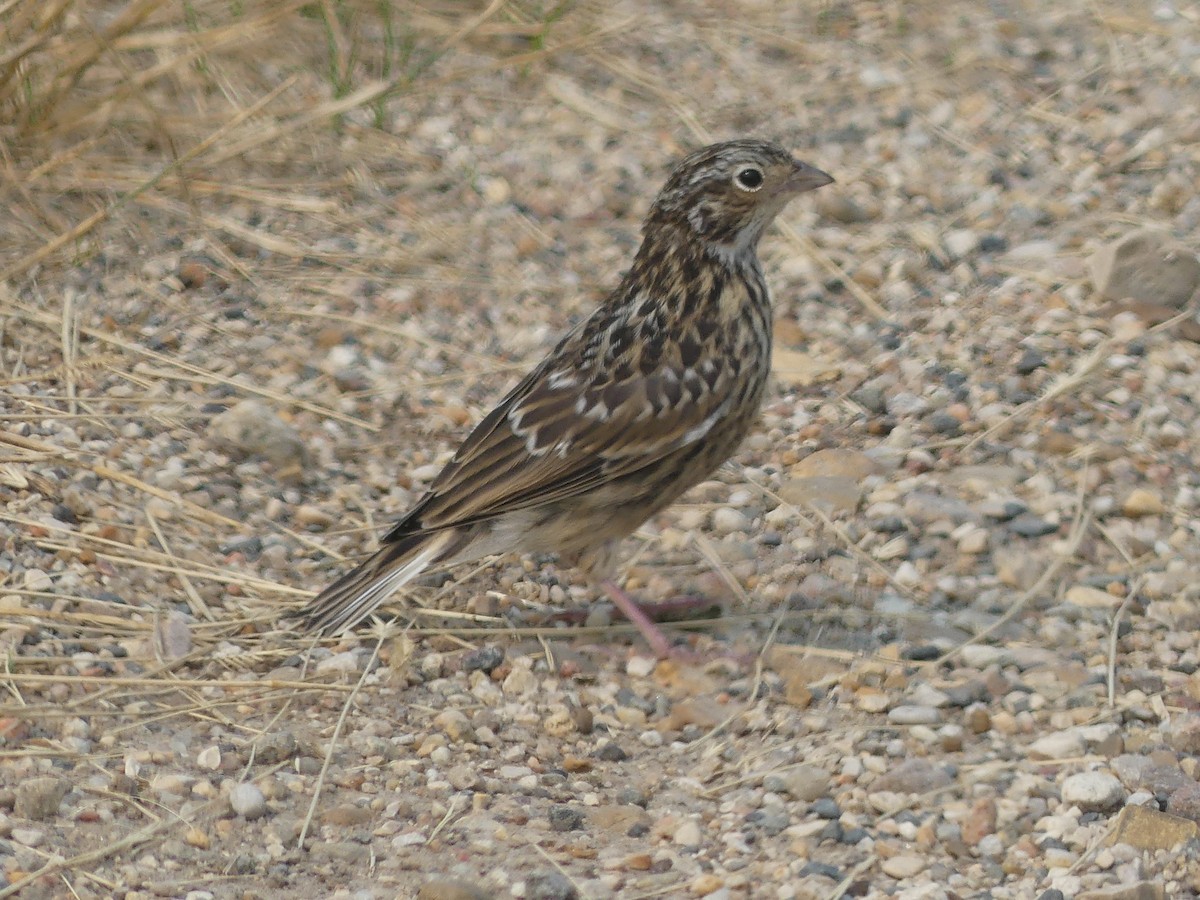 Chestnut-collared Longspur - ML621925039