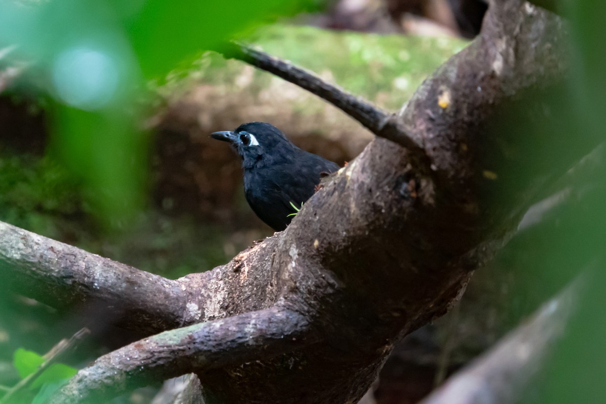 Blue-lored Antbird - ML621925091
