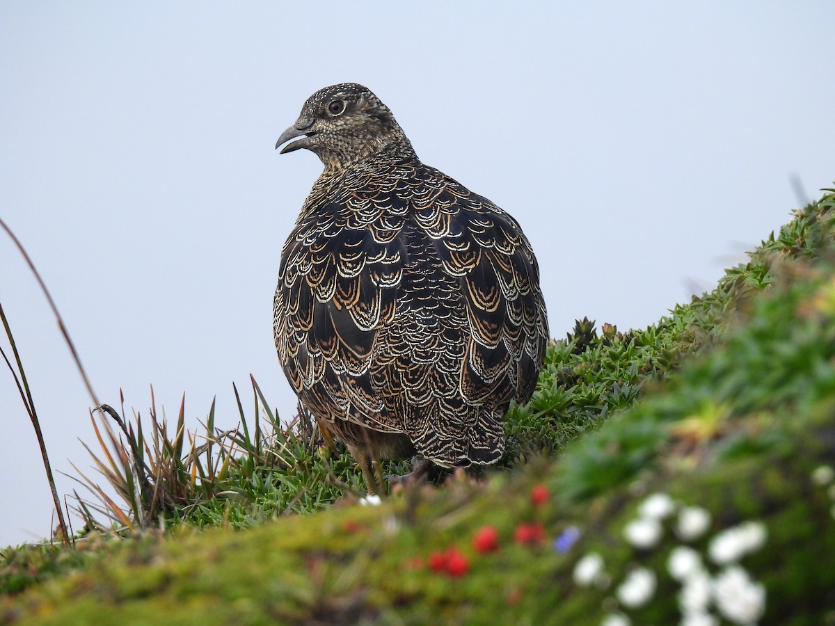 Rufous-bellied Seedsnipe - ML621925115