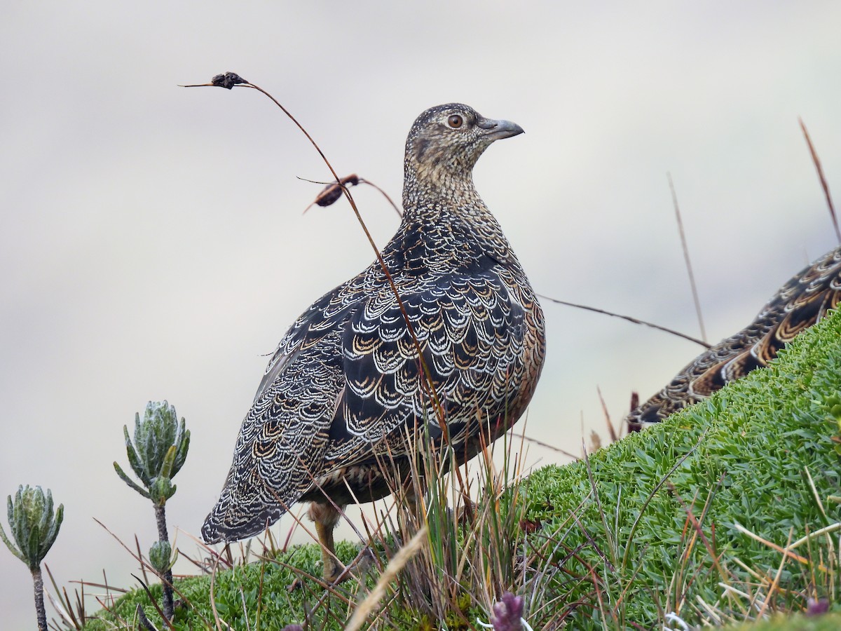 Rufous-bellied Seedsnipe - ML621925116