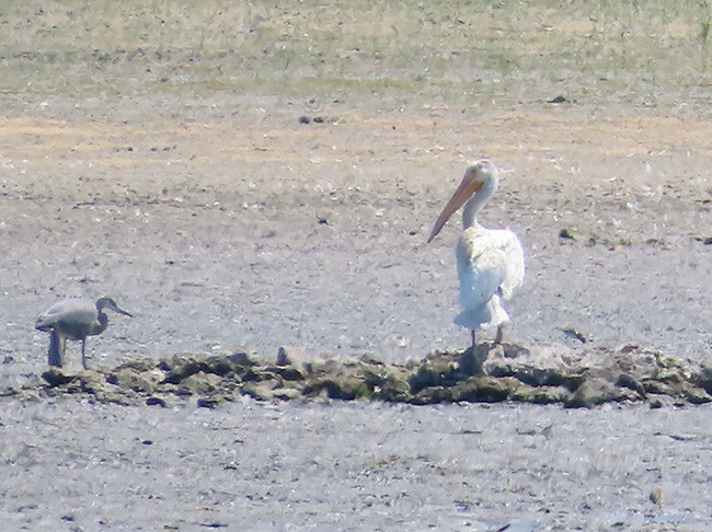 American White Pelican - ML621925156