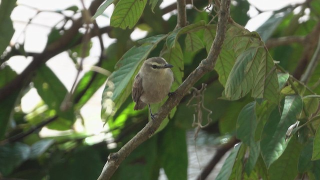 Drab Water Tyrant - ML621925160