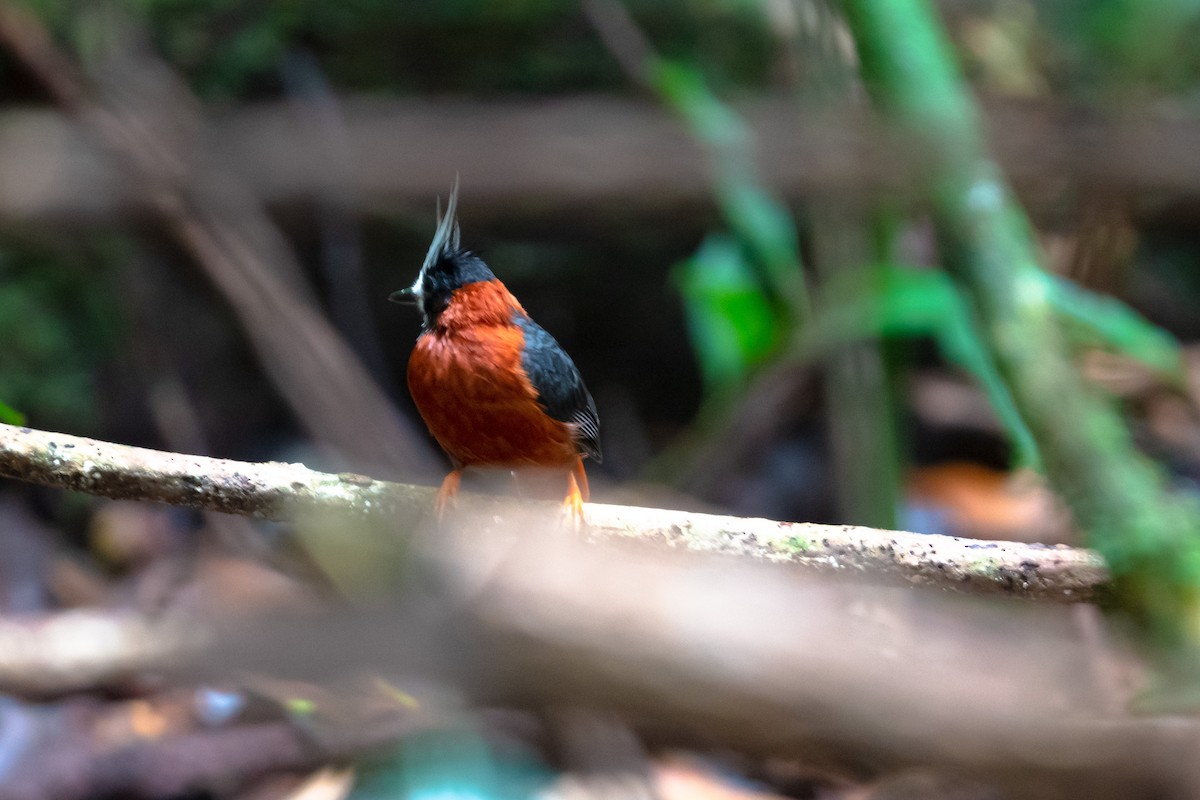 White-plumed Antbird - ML621925181