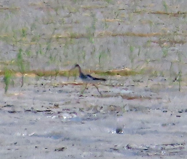 Lesser Yellowlegs - ML621925185