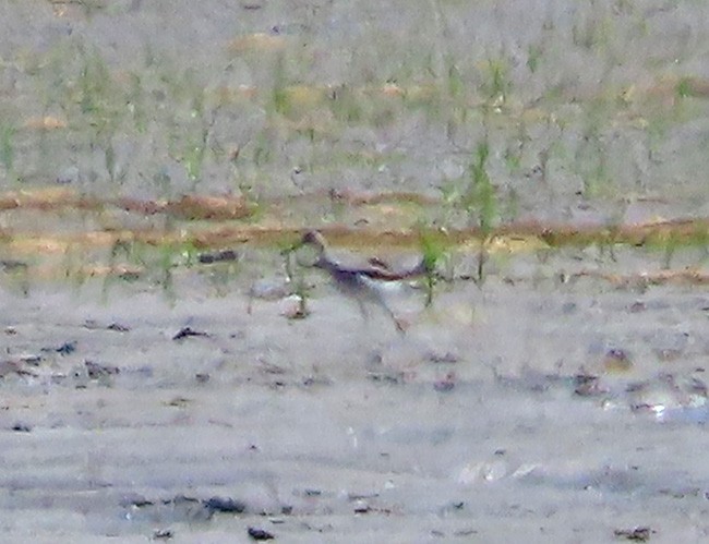 Lesser Yellowlegs - ML621925186