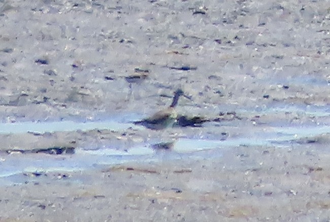 Lesser Yellowlegs - ML621925192
