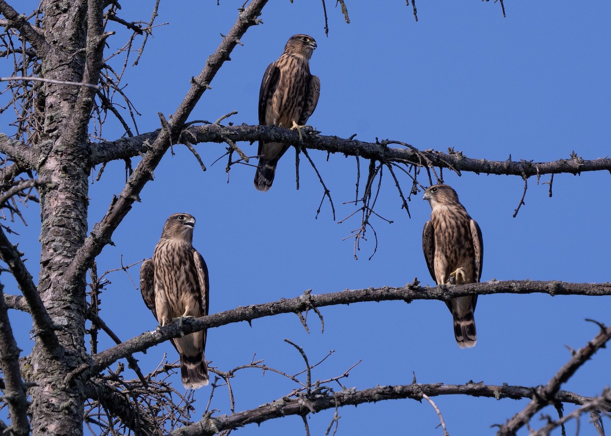 Merlin - Colin Gallagher