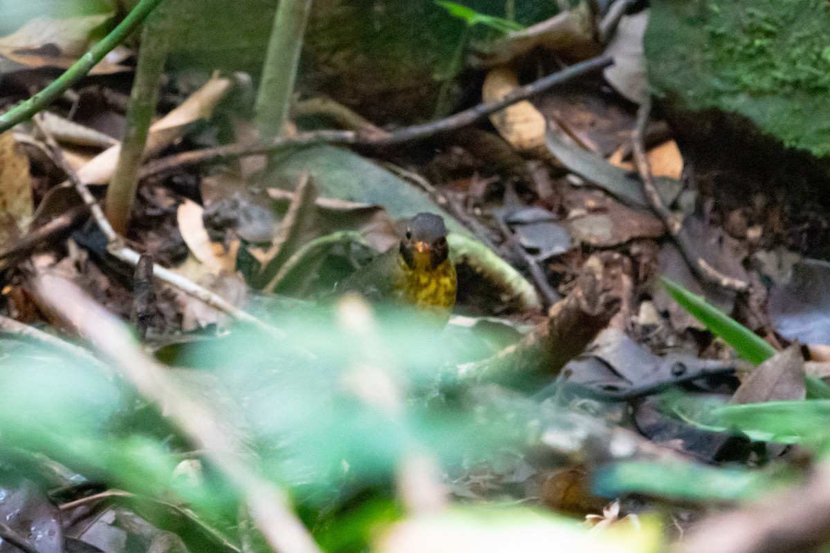 Speckled Nightingale-Thrush - ML621925298