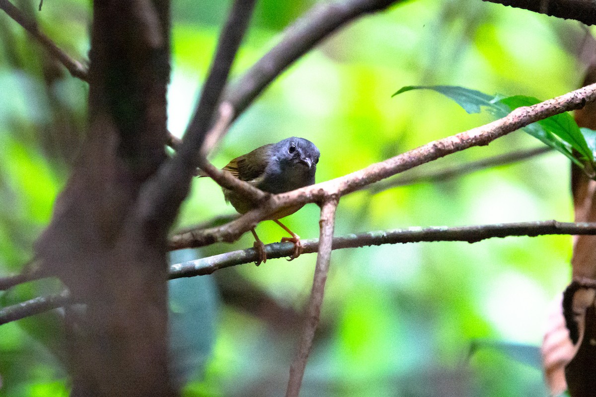 Gray-throated Warbler - ML621925353
