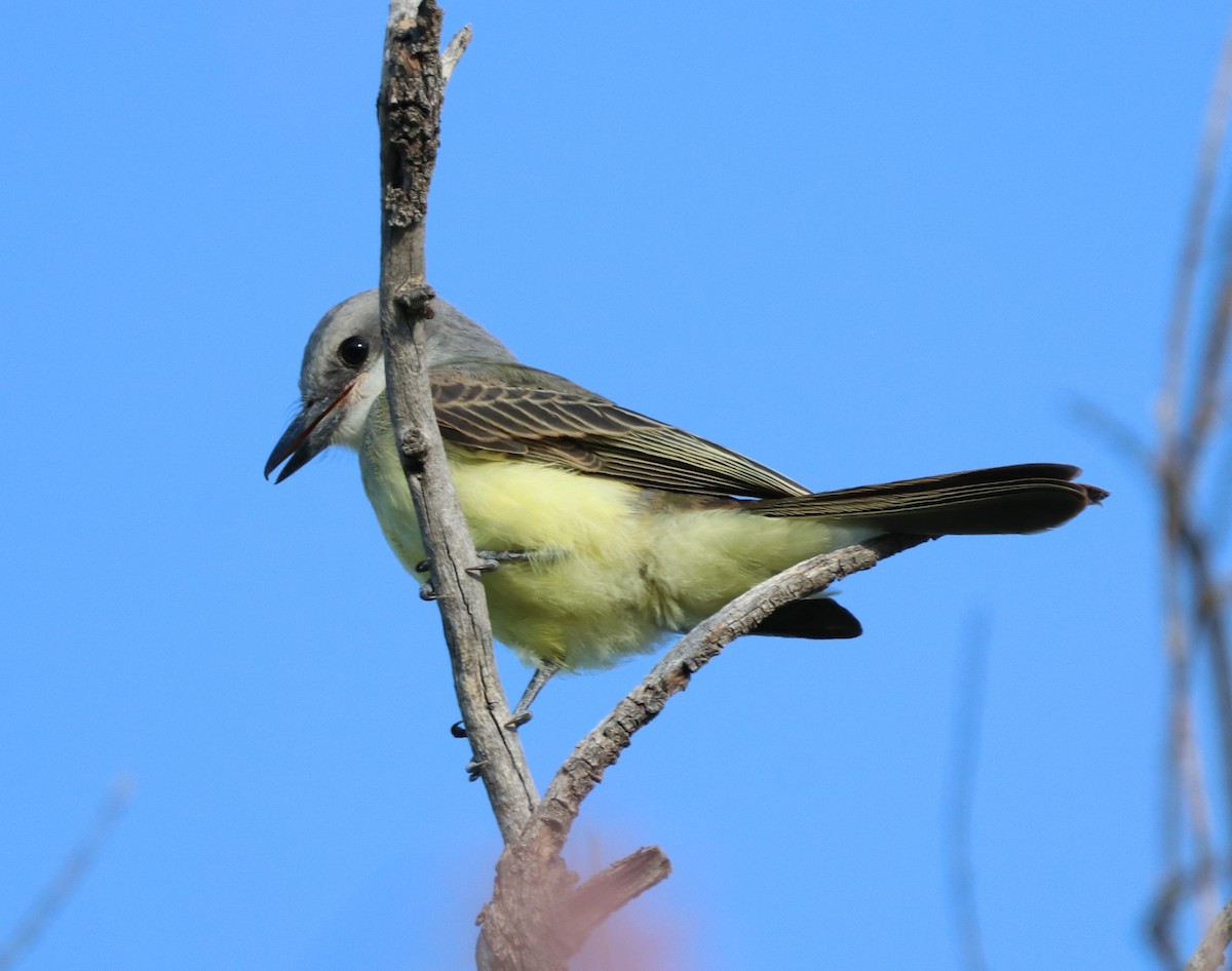 Tropical Kingbird - ML621925365