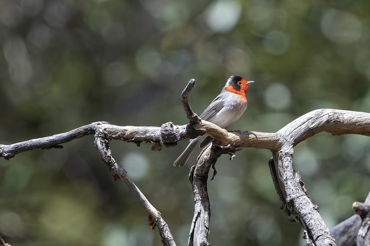 Red-faced Warbler - ML621925399