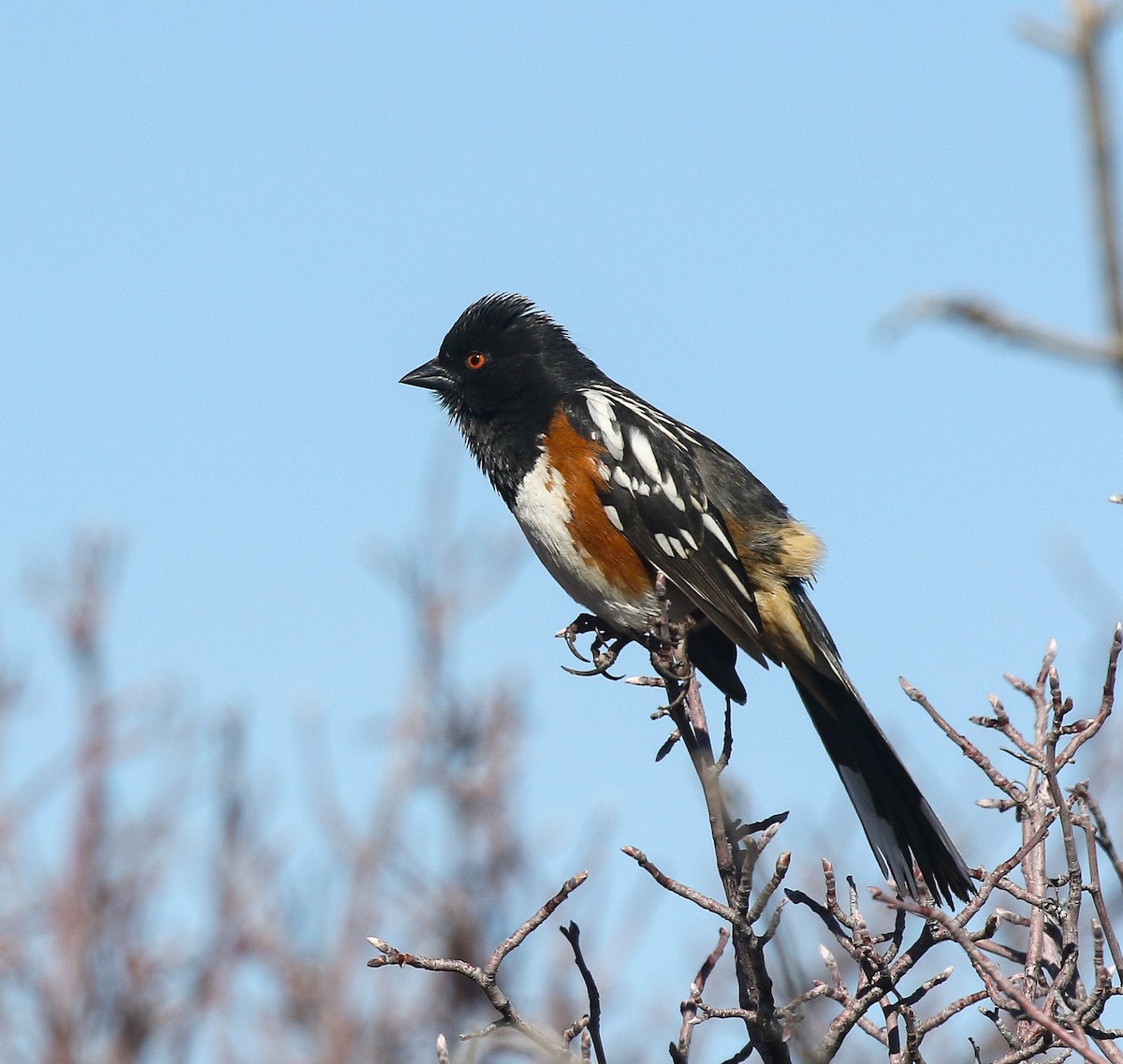 Spotted Towhee - ML621925407