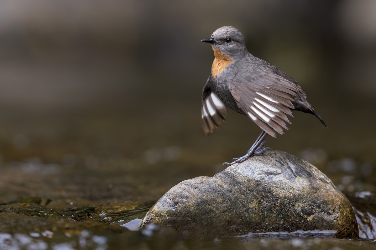 Rufous-throated Dipper - ML621925411