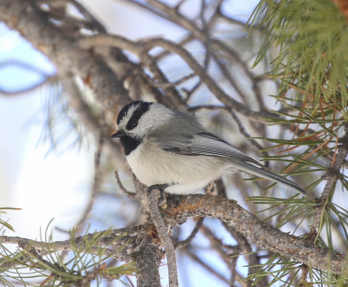 Mésange de Gambel - ML621925443