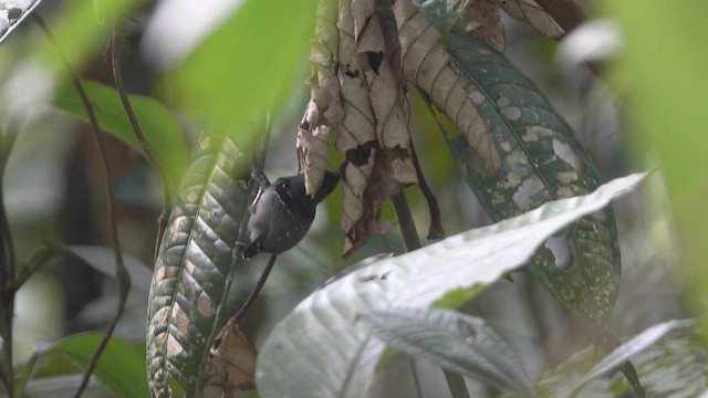 Plain-throated Antwren - ML621925474