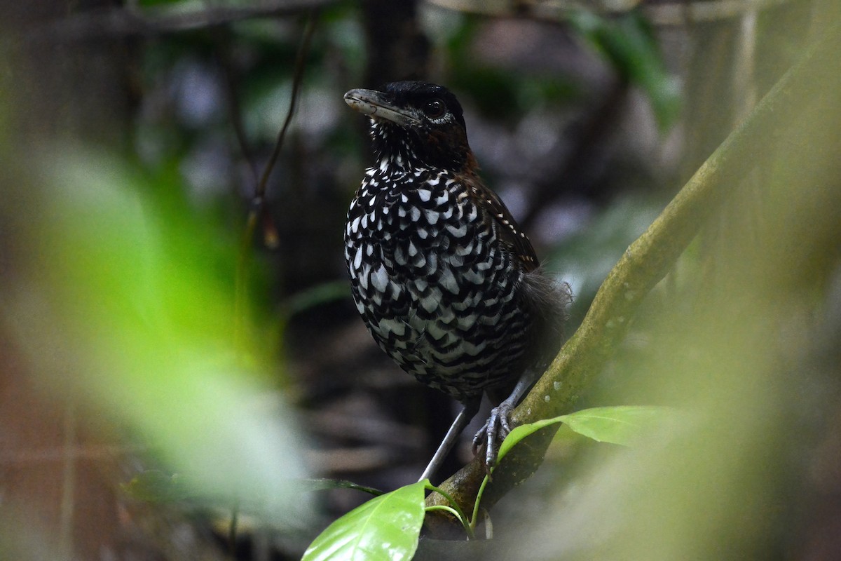 Black-crowned Antpitta - ML621925605