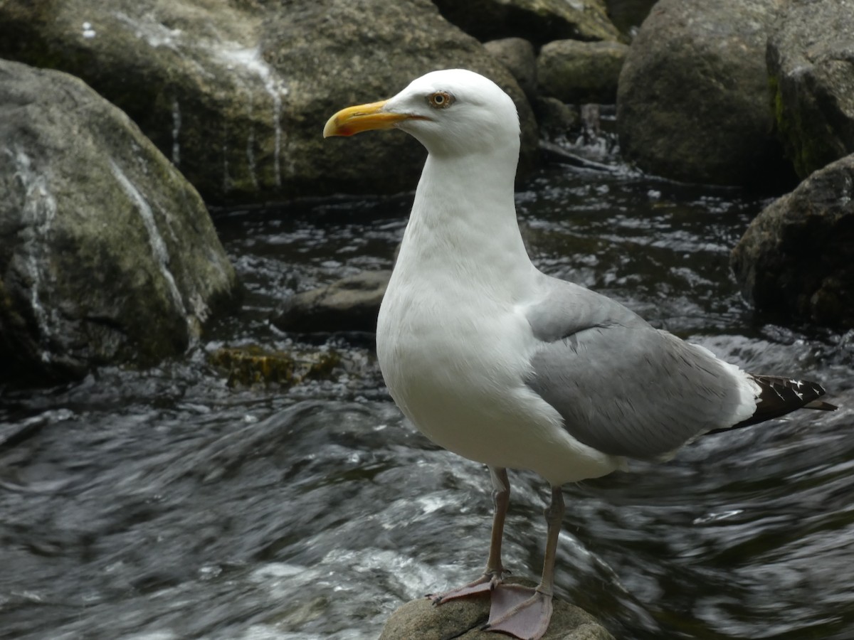 Herring Gull (American) - ML621925841