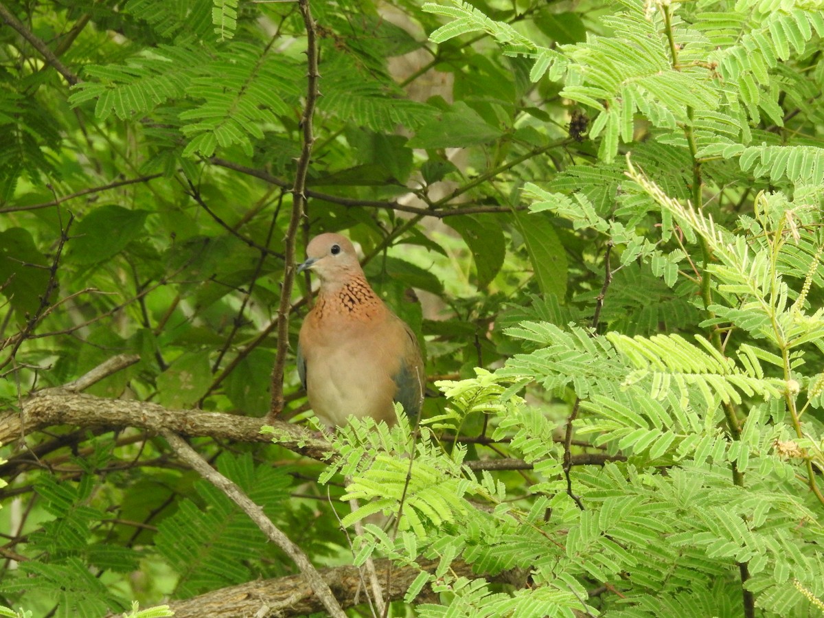 Laughing Dove - ML621926031