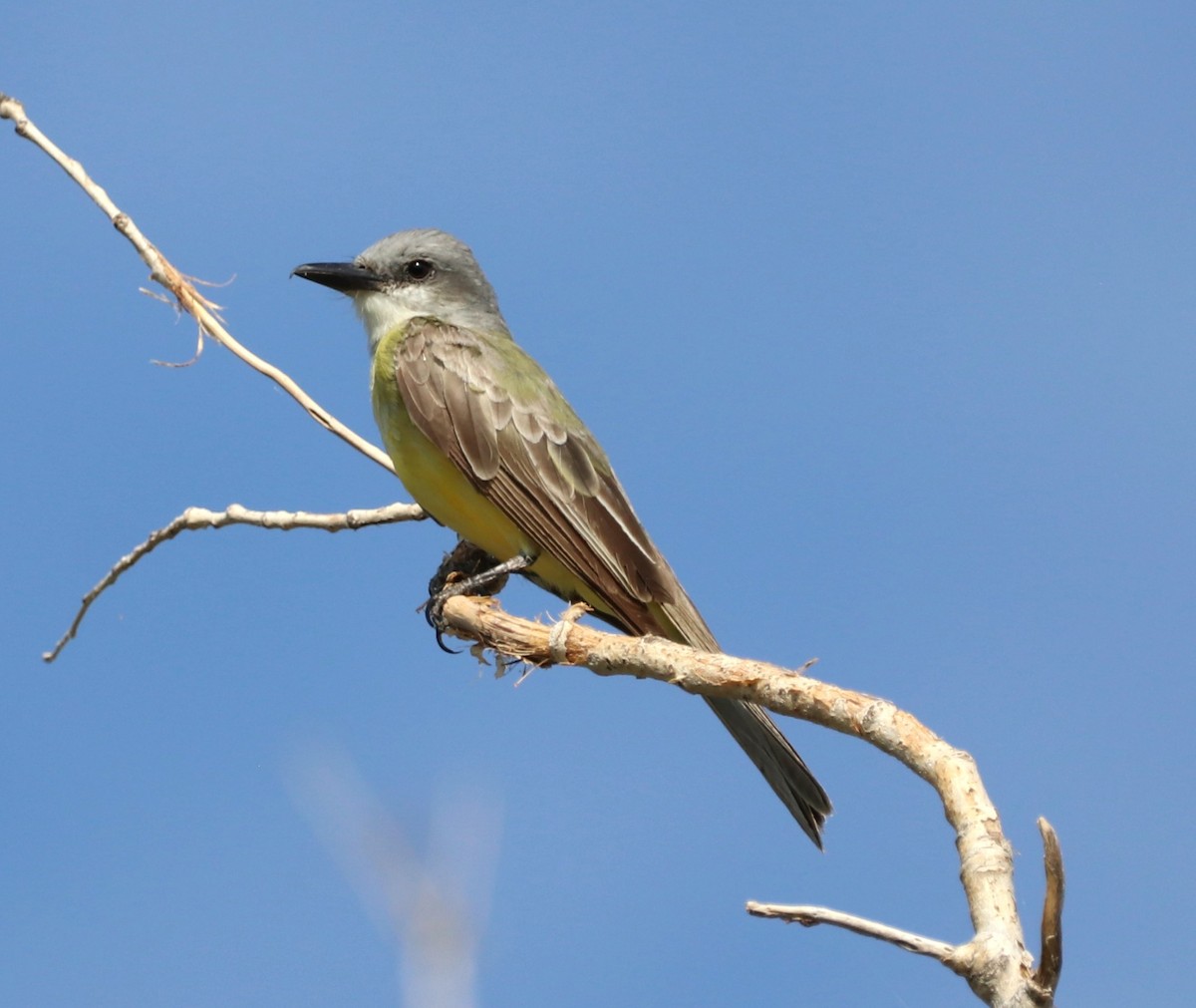 Tropical Kingbird - ML621926066