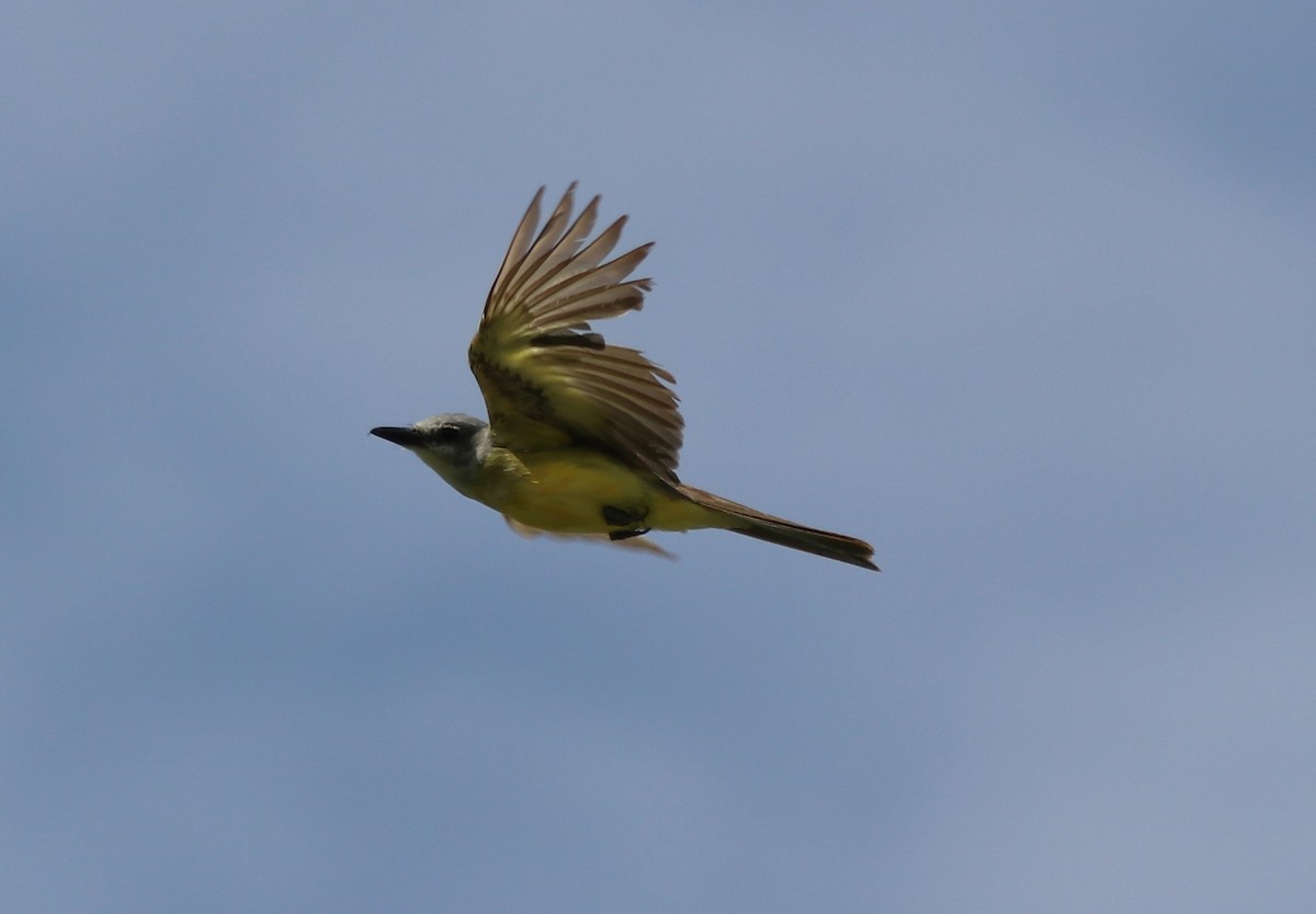 Tropical Kingbird - Matt Baumann