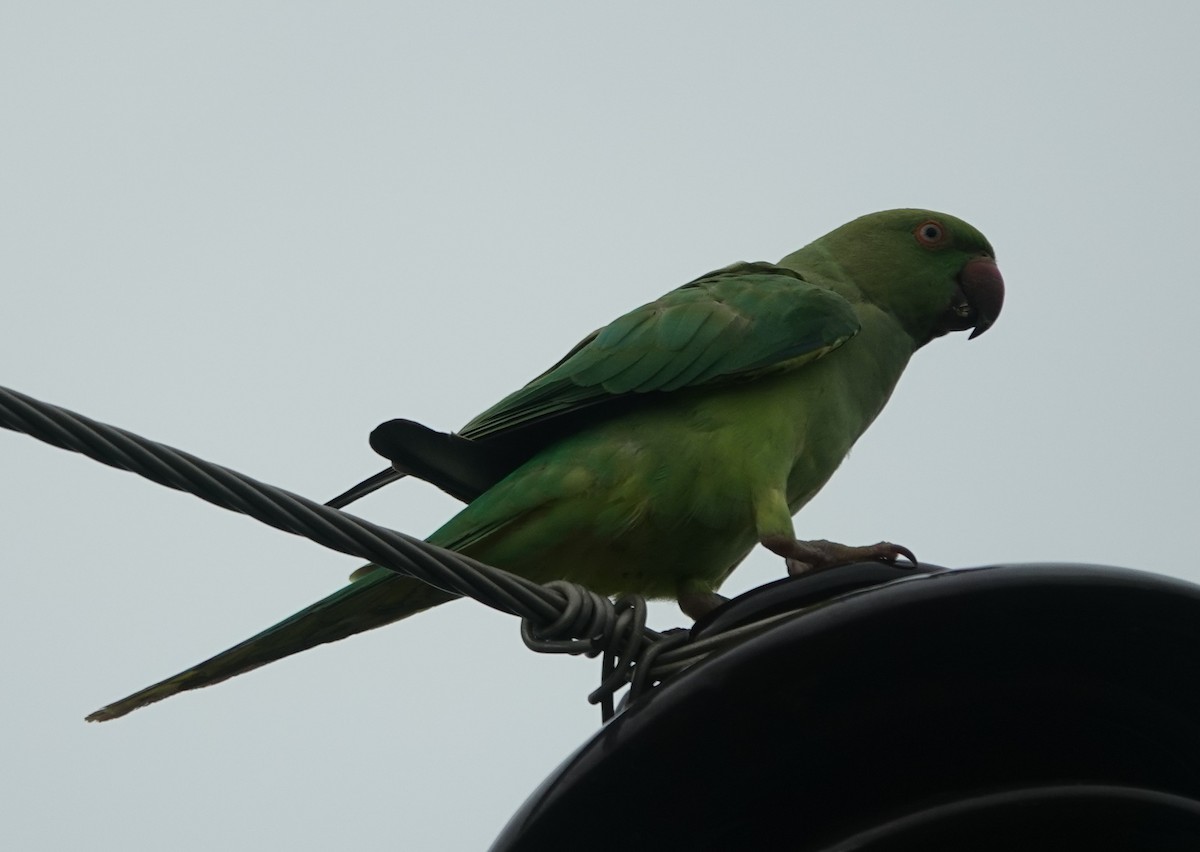 Rose-ringed Parakeet - Prof Chandan Singh Dalawat