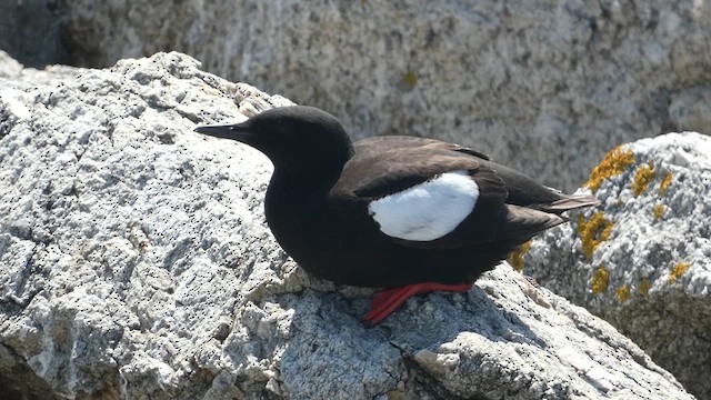 Black Guillemot - ML621926206