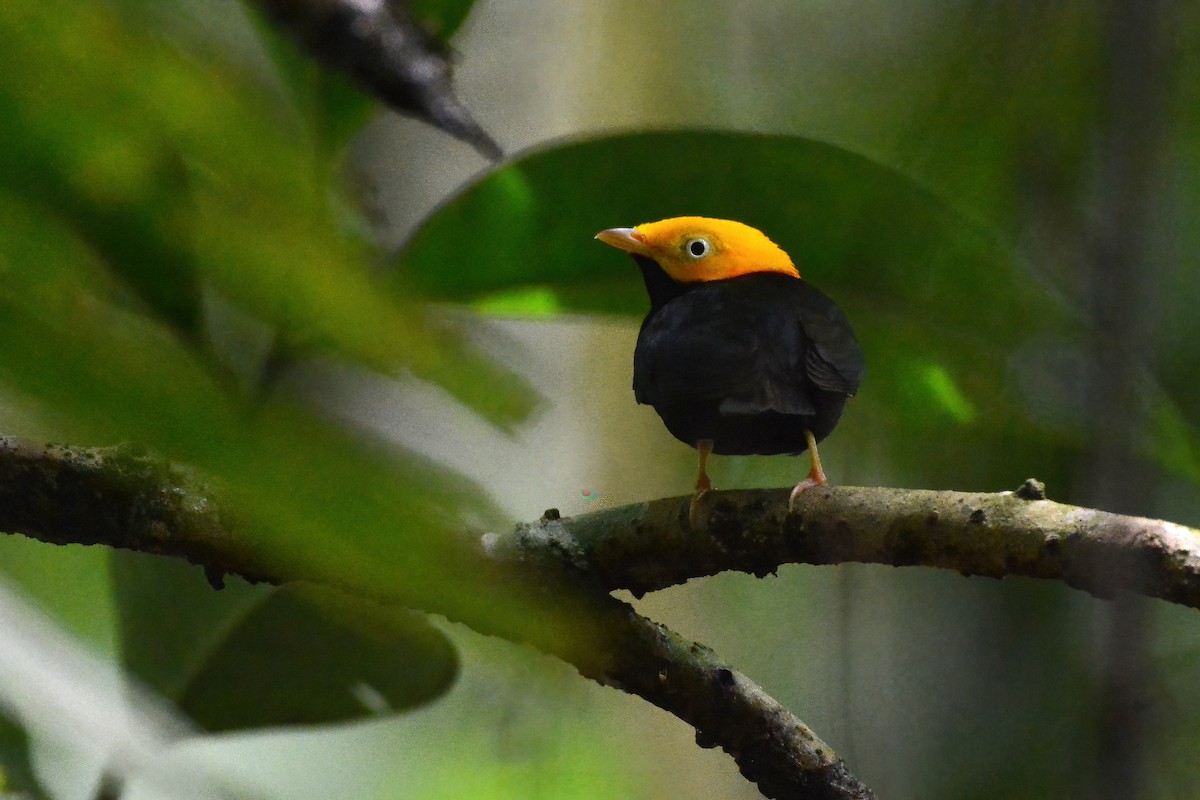 Golden-headed Manakin - ML621926207