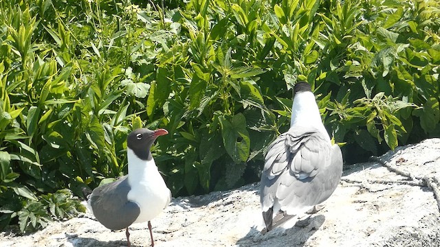 Laughing Gull - ML621926213