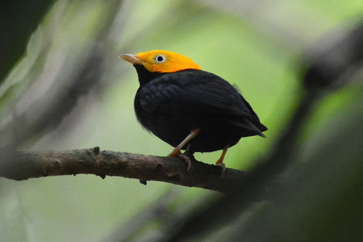 Golden-headed Manakin - ML621926216