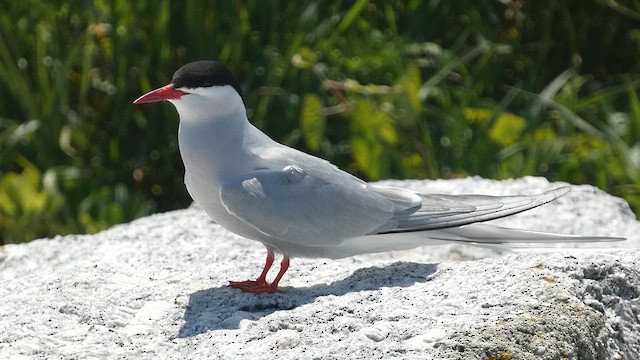 Arctic Tern - ML621926227